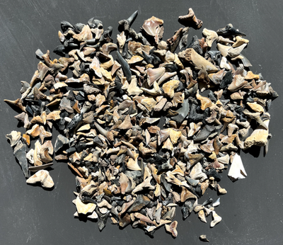 #ad 1 Pound of Broken Fossil Shark Teeth and Partials from South Carolina $88.19