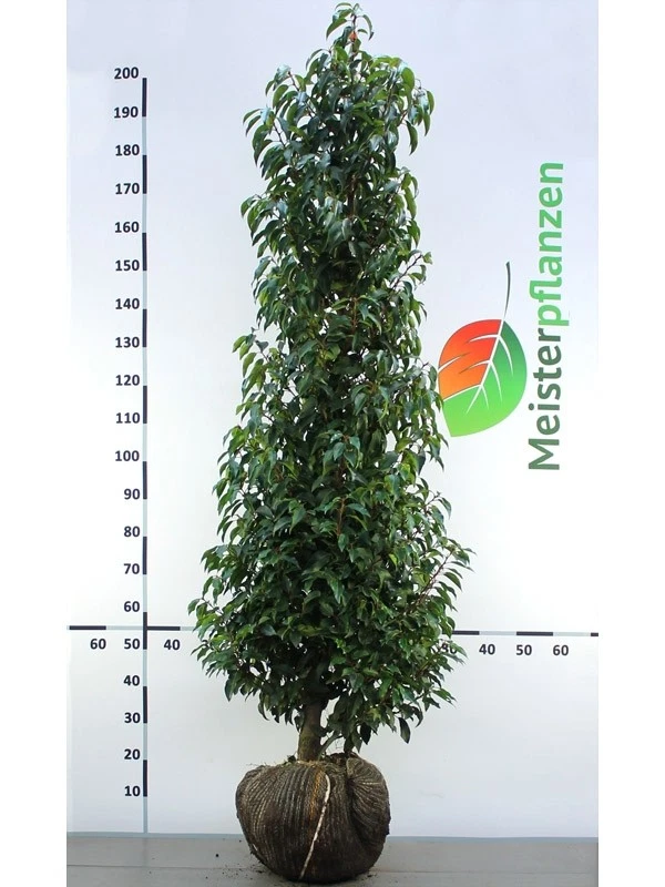hecke liguster atrovirens Liguster – Ligustrum vulgare ‘Atrovirens’ (Hecke)