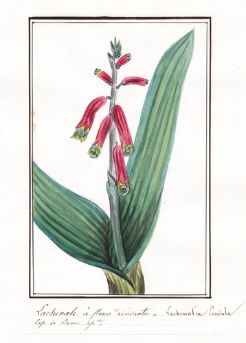 Lachenalia Lachenale Flower Botany Watercolor 1830