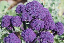 PURPLE BROCCOLI SEEDS NON GMO FRESH HARVEST FREE SHIPPING