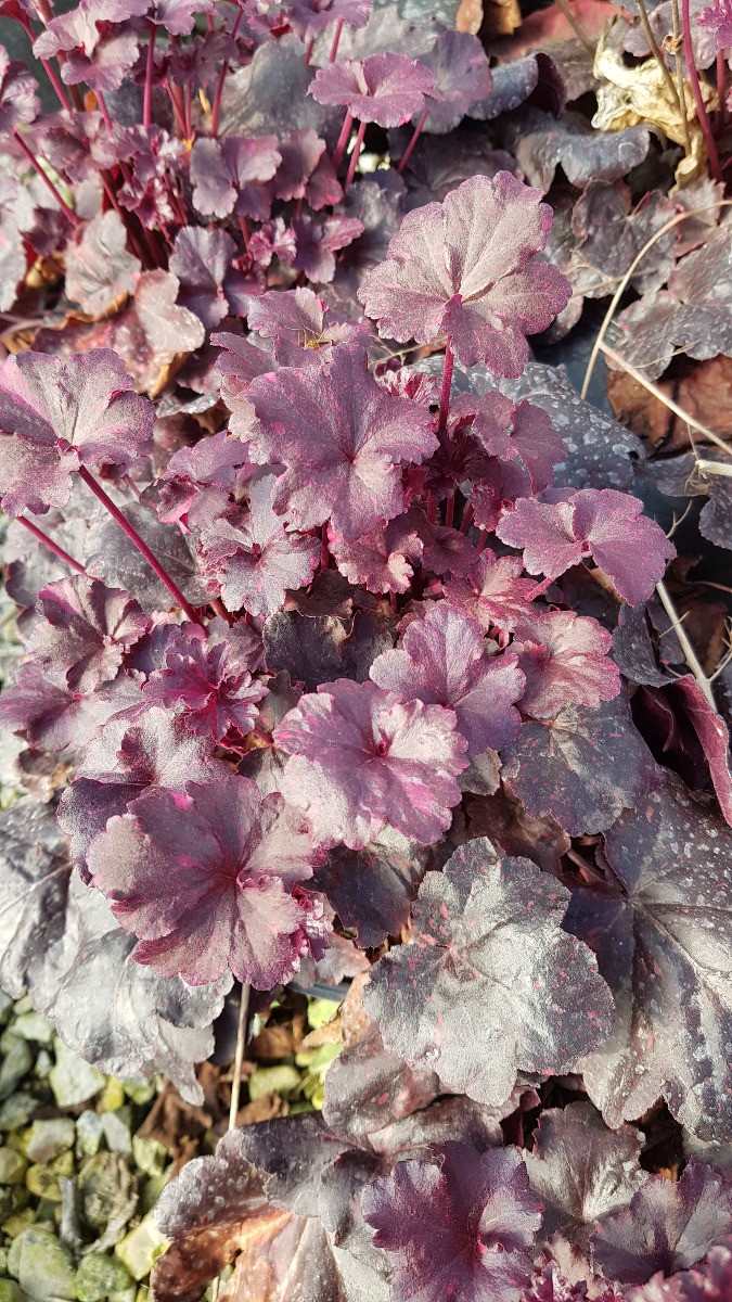 Heuchère pourpre Midnight Rose couvre-sol persistant et rustique Ø17cm