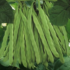 Qing Bian Romano Bean (Pole) Seeds - For 2025 Planting Non-GMO Stringless Green