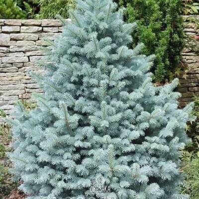 Immergrüne Colorado Blaufichte 30+ Stück frische Samen, Picea Pungens Glauca Samen