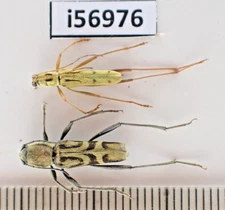i56976****Cerambycidae sp. Vietnam North****