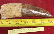 Rare Carcharodontosaurus Dinosaur Tooth T Rex Cousin 95 Mil Yrs Fossil 5 3/4”