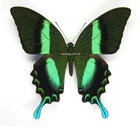 Unmounted Butterfly/Papilionidae - Papilio blumei fruhstorferi, male, A1/A-