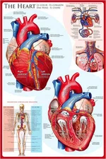 ANATOMY OF THE HUMAN HEART Medical Science Educational Wall Chart 24x36 POSTER
