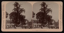 Mexico City Mexico 1901 Tree of Noche Triste Cortes Wept After Defeat