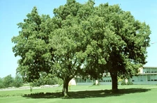 Hackberry, Celtis occidentalis, Tree Seeds
