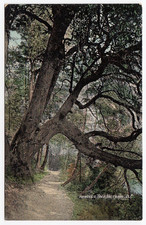 Arbutus Tree VICTORIA British Columbia Canada 1906-15 Valentine & Sons Postcard