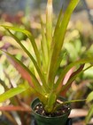 Bromeliad Aechmea biflora   *Bromeliad Collection* — photo 5
