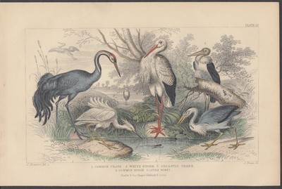 Crane White Stork Gigantic Crane Common Heron Egret hand-colored print 1870 | eBay