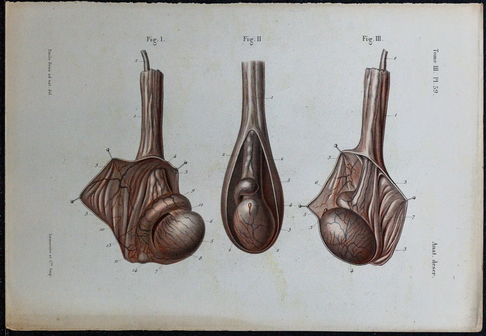1866 - Testicule & Épididyme - Anatomy & Urologie - engraving antique