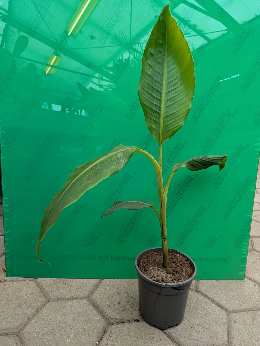 Bananenpflanze online kaufen | eBay