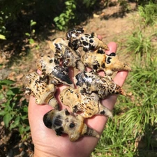 1pc Natural Chinese painting stone Quartz Carved Salamander Skull Crystal Reiki