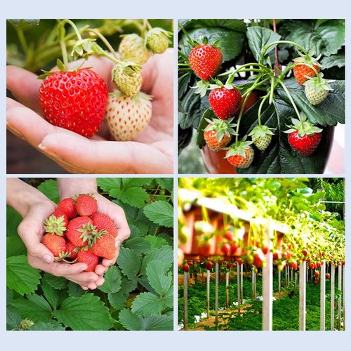 200PCS Giant Strawberry Seeds Big Flesh Fruit Perennial Container Garden Plant - Picture 16 of 25