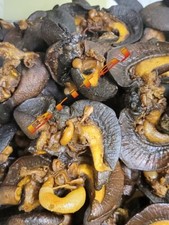 Delicsious Oven Dried Land Snails. (10 In Pack) XLARGE+£4.99, Next Day Fast MAIL