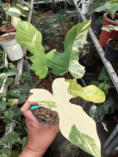 Philodendron Flomay Florida Beauty x Mayoi variegato foto reale