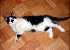 BESYA THE CAT 🐱🐈 meow virtual digital photo picture photo image #J023T Julia