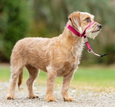 PetSafe Gentle Leader Head Collar - Small 6 to 25 Lbs in Raspberry Pink EUC