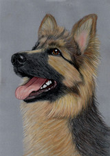 Original color pencil artwork picture Sweet German Shepard Alsatian Puppy dog