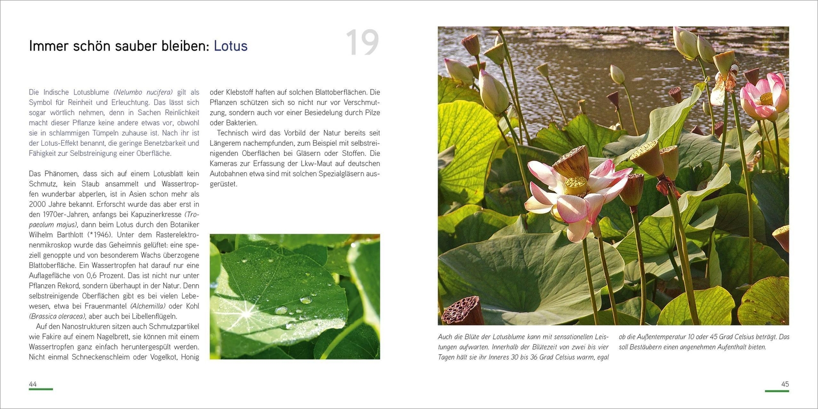 Thumbnail - Karin Greiner (u. A.) | Pflanzenrekorde | Buch | Deutsch (2019) | 176