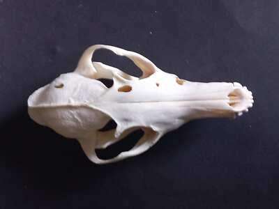 Red fox real natural skull. F7.0823 Fox skull with jaw | eBay