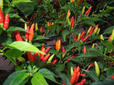 tobacco pepper Hot 'Tabasco' Seeds (Naturally Grown) 4 tall and loaded with slender 1 Tabasco Hot Pepper Garden Seeds