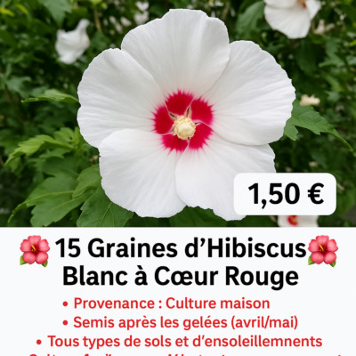 Graines D'hibiscus Géant Blanc - Lot De 10 Graines - Fleurs D'été Jusqu'à 2 Mètres De Haut