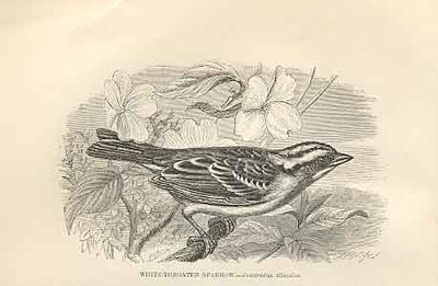 Original Old Antique Print White Throated Sparrow 1862 Bird Engraving Victorian