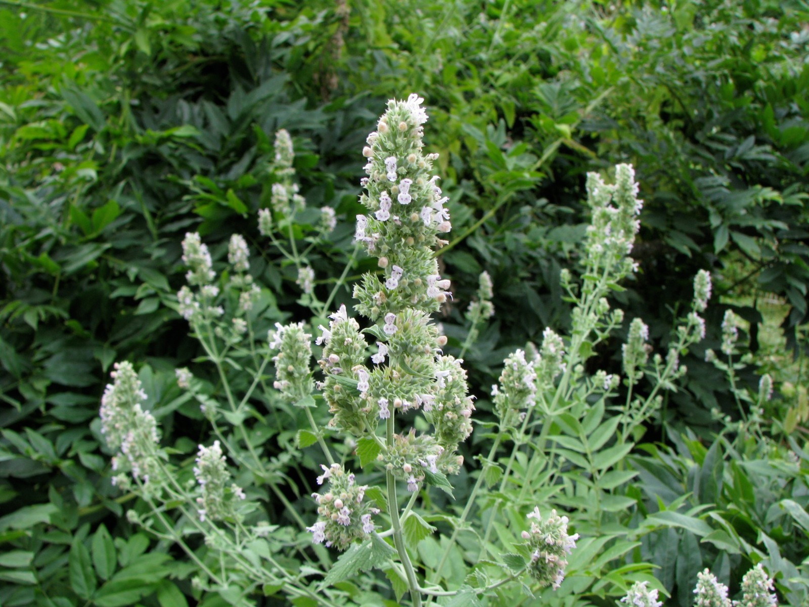 501+CATNIP Seeds Cat Sedative Herbal Fly/Mosquito Repellent Containers/Garden eBay