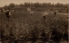 FARMING, Stephen's Nursery, SOUTH HAVEN, Michigan Real Photo Postcard