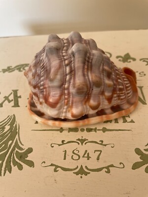 Counch Shell Fish Natural Conch Shell Aquarium Fish Tank Ornament Landscape Sea Snail ...