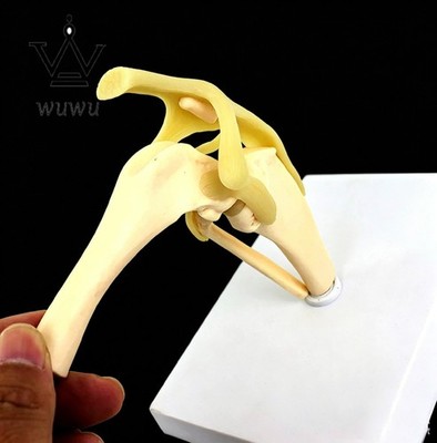 Dog Stifle Joint Ligament Bone Anatomy Model Animal Skeleton Teaching Model