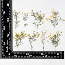 12PCS side Pressed Tiny flower, dyed color yellow with leaves stem FSS103 5