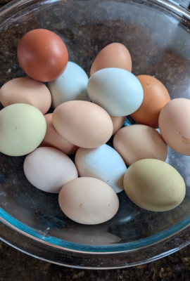 One Dozen (12) Barnyard Mix Fresh Fertile Hatching Eggs  NON GMO Feed FREE RANGE