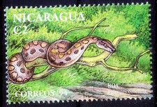 Boa constrictor, Snakes, Reptiles, Nicaragua 1994 MNH 