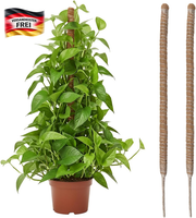 PflanzenstüTze Kokosfaser 2Er Set FüR Monstera Kletterpflanzen 60Cm