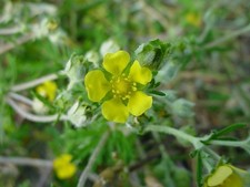 SILVER WEED - HOARY CINQUEFOIL - POTENTILLA ARGENTEA 100+ SEEDS