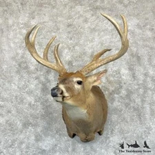 #29172 P | Whitetail Deer Taxidermy Shoulder Mount For Sale