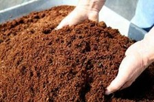 Premium Quality Organic Dried NEEM Fruit SEEDS NIMODI Azadirachta indica POWDER