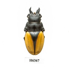 BEETLE, INSECT - H6367. Lucanidae: Odontolabis paulei- 46.6MM, LAOS