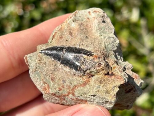Dekkar Formation Abelisaurier Dinosaurier Zahn Fossil in Matrix Marokko RAR - Bild 3 von 10