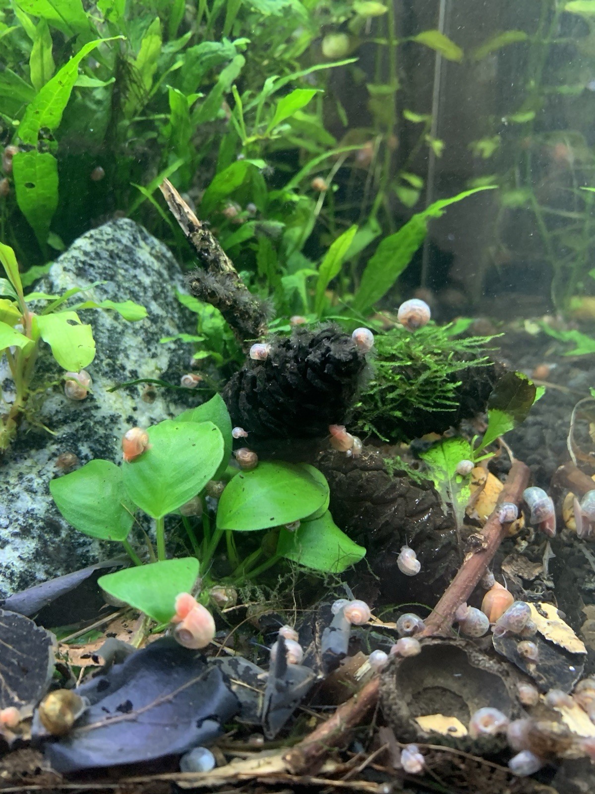 20 + 5 FREE Live Aquarium & Pond Snails Freshwater ( RAMSHORN ) Plus Stems Plant
