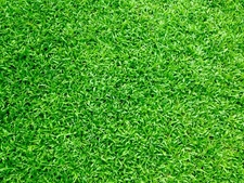 Premium Carpetgrass Seed w/moisture retaining coating 70,000 seeds
