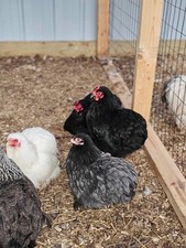 6 Bantam Cochin Hatching Eggs   Show Line Quality