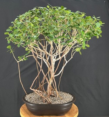 Flowering Tropical Dwarf Apple Bonsai Tree Banyan Style 26"H Clusia Rosea  Nana | eBay