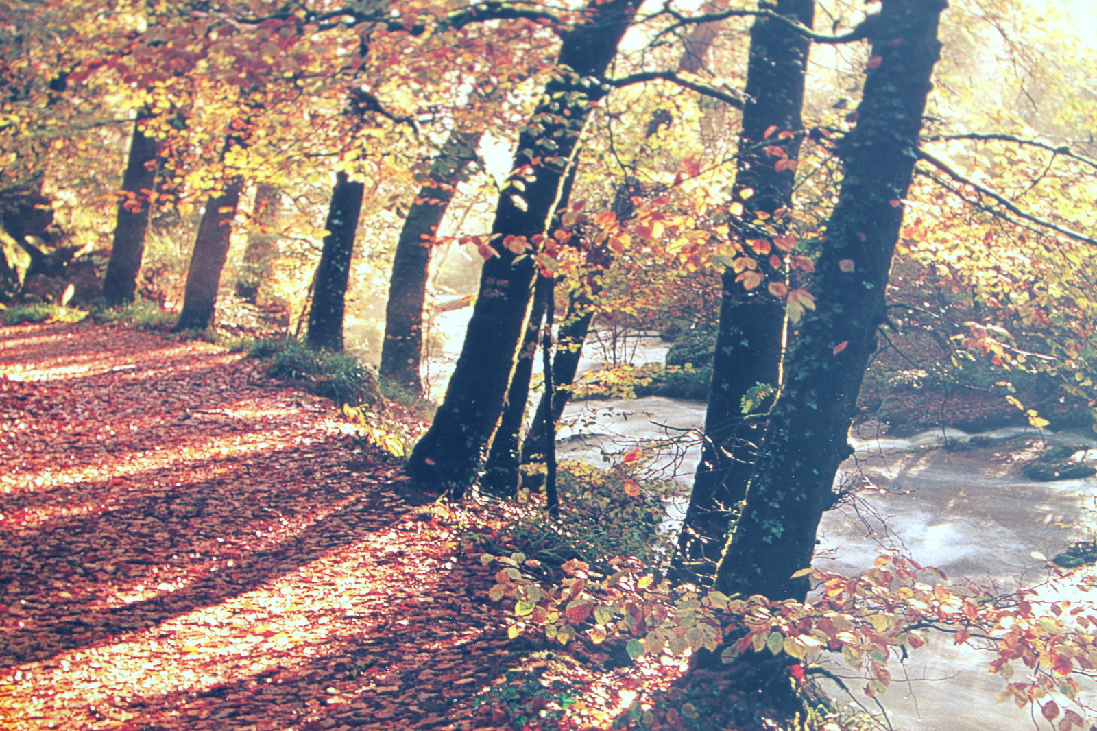 Feuilles d'automne à Brocéliande : poster panoramique photo sur bois pour intérieur poétique