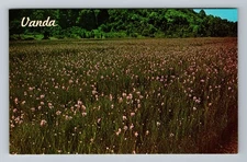 Kapoho HA-Hawaii, Vanda Orchid Field, Vintage Postcard