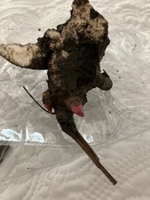 Peony SARAH BERNHARDT Pink Double Petal 1 Live Flower Plant Bush Bare Root